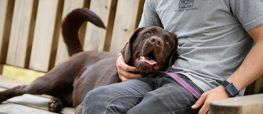 PTSD Therapy Dogs